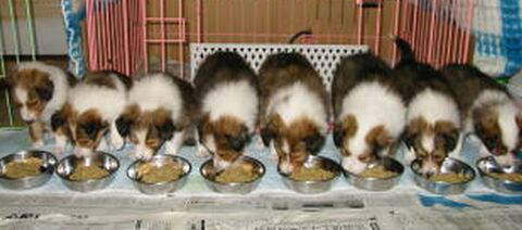 �݂�Ȃł��͂��