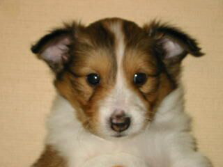 ���Ƃ��̂�