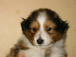 ���Ƃ��̂�