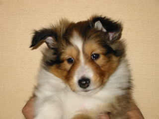 ���Ƃ��̂�