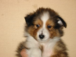 ���Ƃ��̂�