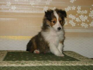 �����Ƃ₩�f�V����