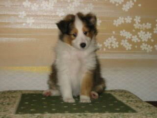 ����Ȃɂ��������Ȃ�܂�����B