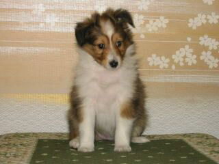 �Ƃ��Ă����킢���E�E�E