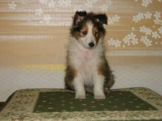 ������҂�n�Y�J�V�C�ȁB