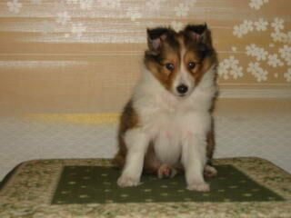 ���傤���ɂł����f�V����