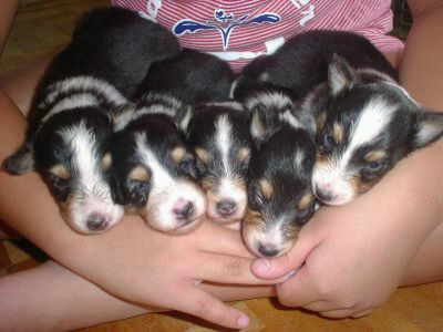 �g���C�̐Ԃ����A���킢���ˁ�