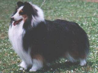 �C���f�B�[����A����������!!