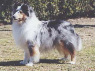 �W���X�~�������͔��l�����