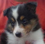 ���ւ���