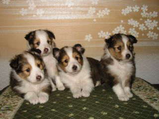 ���킢���q��������