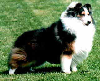 �����������C���f�B�[����I