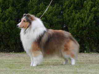 �Ƃ��Ă����l�̃�����������