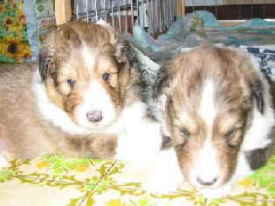 ���킢���ˁ�!