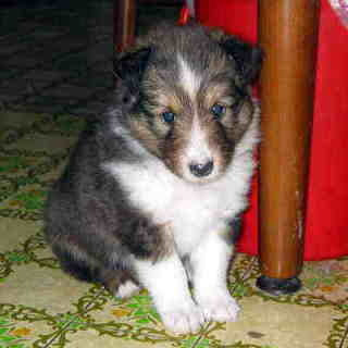 �͂��|�[�Y��