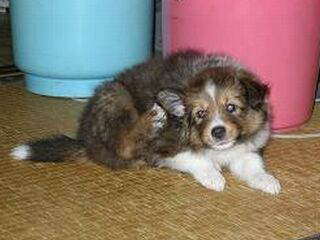 �����J�C�J�C�I