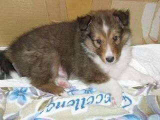 �����܂��B�L���b�I