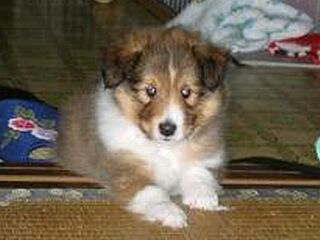 �����f�V���B