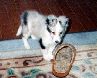 ����Ƃ��o��I�H�u���[�}�[���̃��l�����ł��B