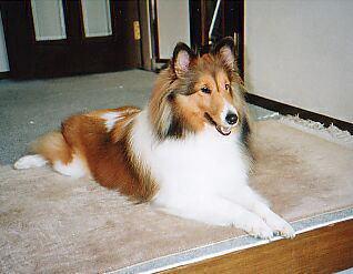 (�P�O�P)���������ł����