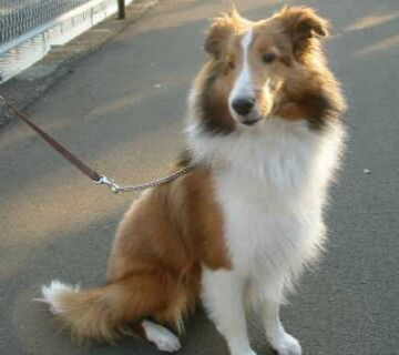 ������Ƌx�e��