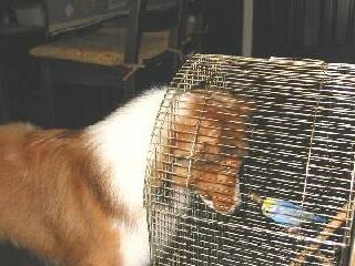 ����ȑ�_�ȃR�g�����ł���B