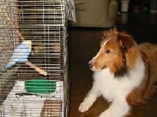 ������ł�`