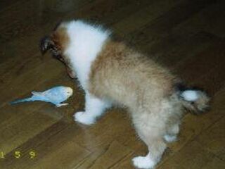 �����ɗ��ĂP�O���ڂ��炢�̎��̃��C�B�܂��Q�����ł��B