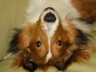 �q���̎��̊�ɂ��ǂ��Ă܂����B