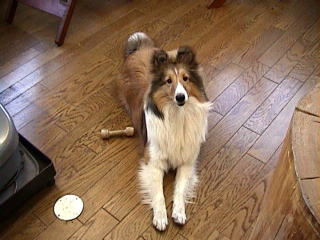 �F���񃈃��V�N�ˁ�