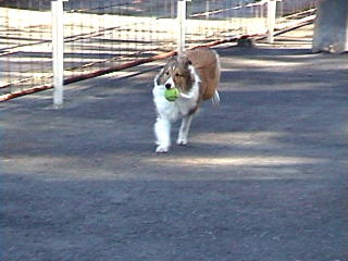 �����Ǝ����Ă���郈��