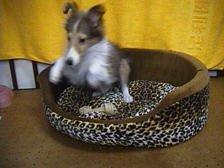 ���킢���f�V����