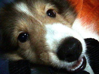 �Ԃ�ȓ���d(>_< )Cute!!