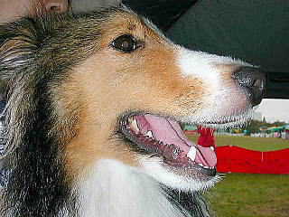 �{�N�撣�������I