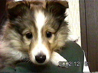 ���ږڃp�b�`���I