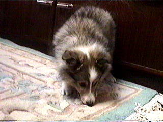 �t���t���B