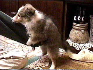 (^o^)�^����΂��ă}�[�X�B