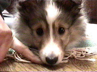 �n���T���ł����