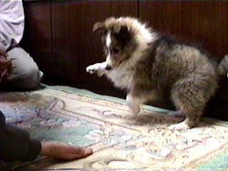 �������I��osmo�@Knight