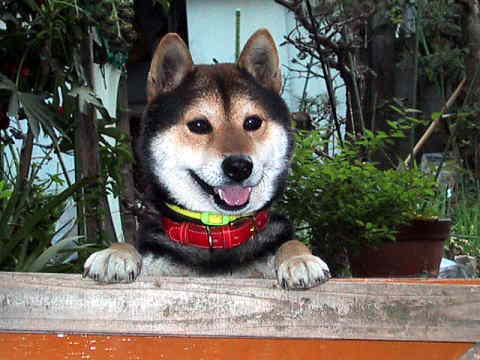 �T�����񂩂킢���`