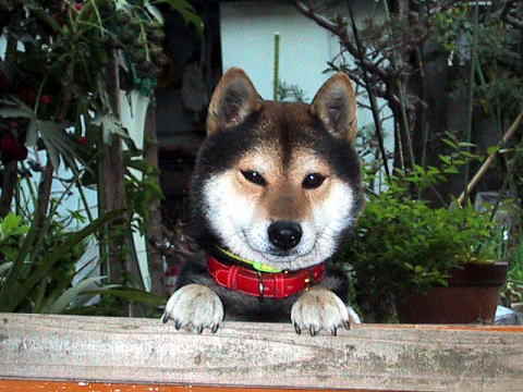 �Ԃ���ւ��������Ă�ˁ�