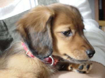 �V�A���Z�[��