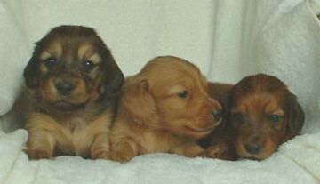 �͂��p�`����