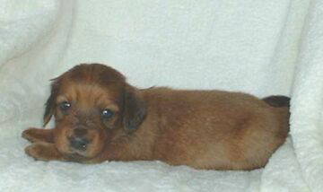 ���߂߂��肭���