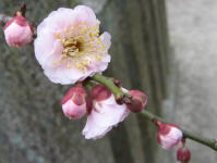 �����V���{�@�~