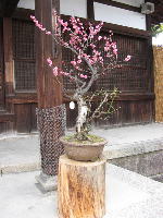 �����_�Ё@�{�a�E�̔~