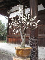 �����_�Ё@�{�a���̔~