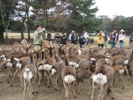 �ޗǌ����@����