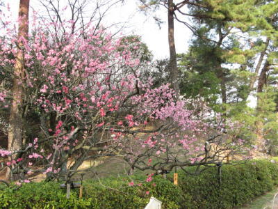 �����_�̔~