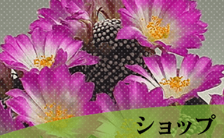 ネットショップ